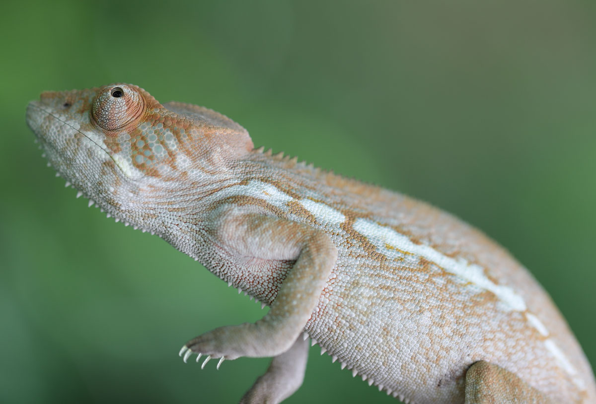 Ambilobe Panther Chameleon For Sale