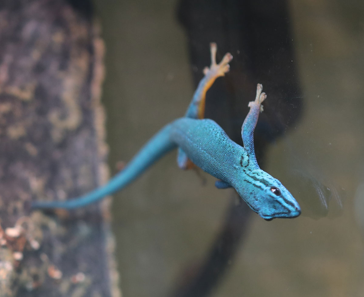 Male Lygodactylus williamsi for sale