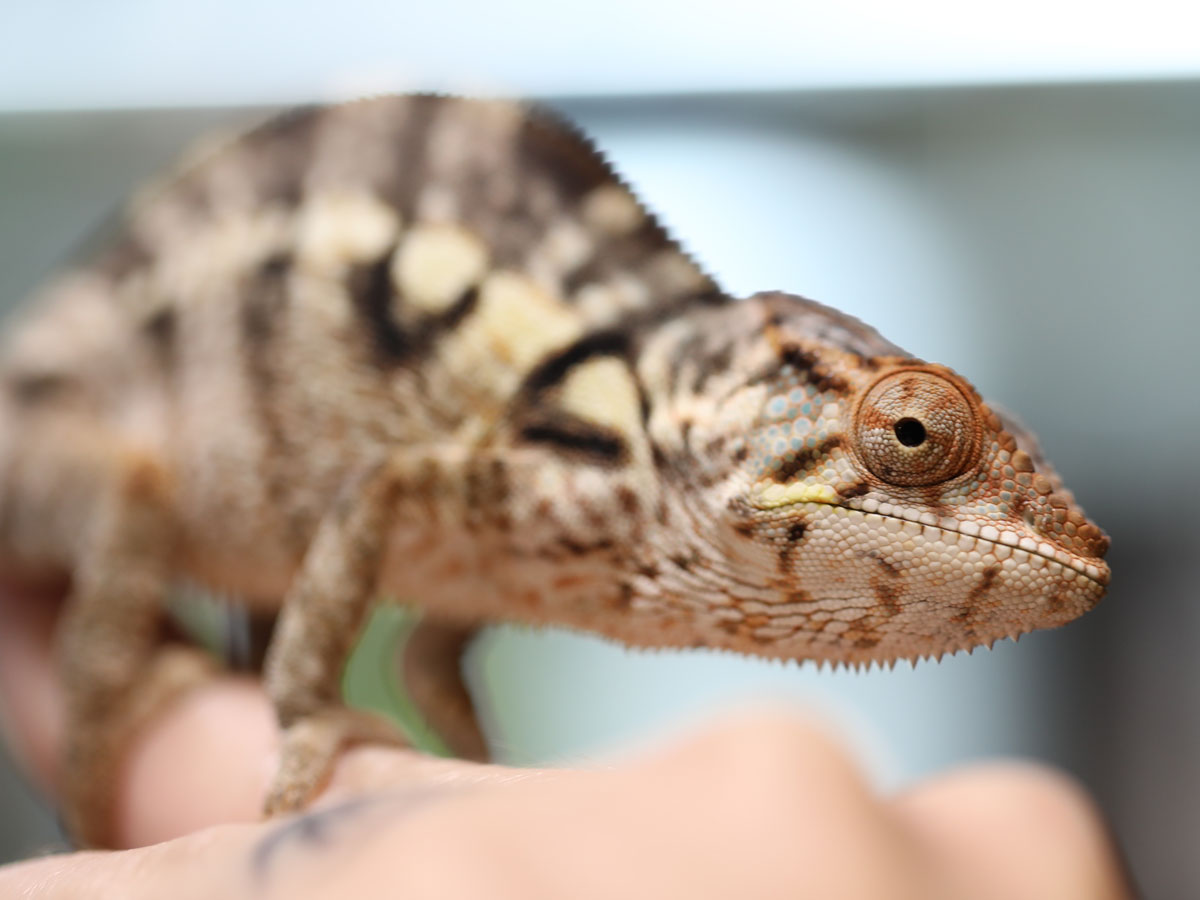 Panther Chameleon For Sale