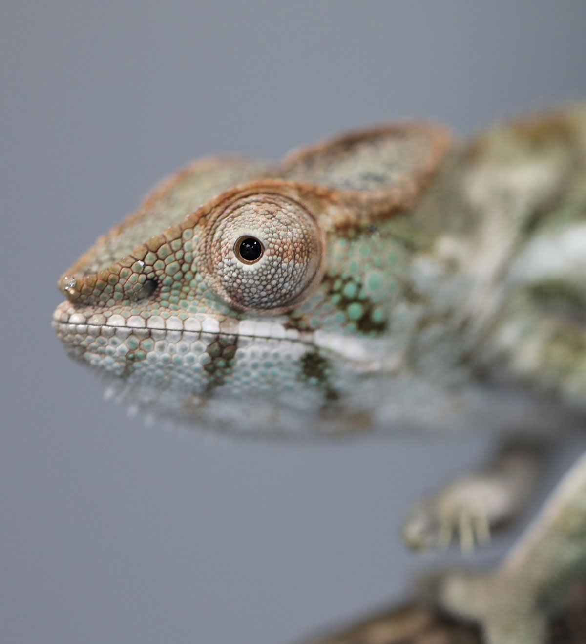 FEmale Panther Chameleon For Sale