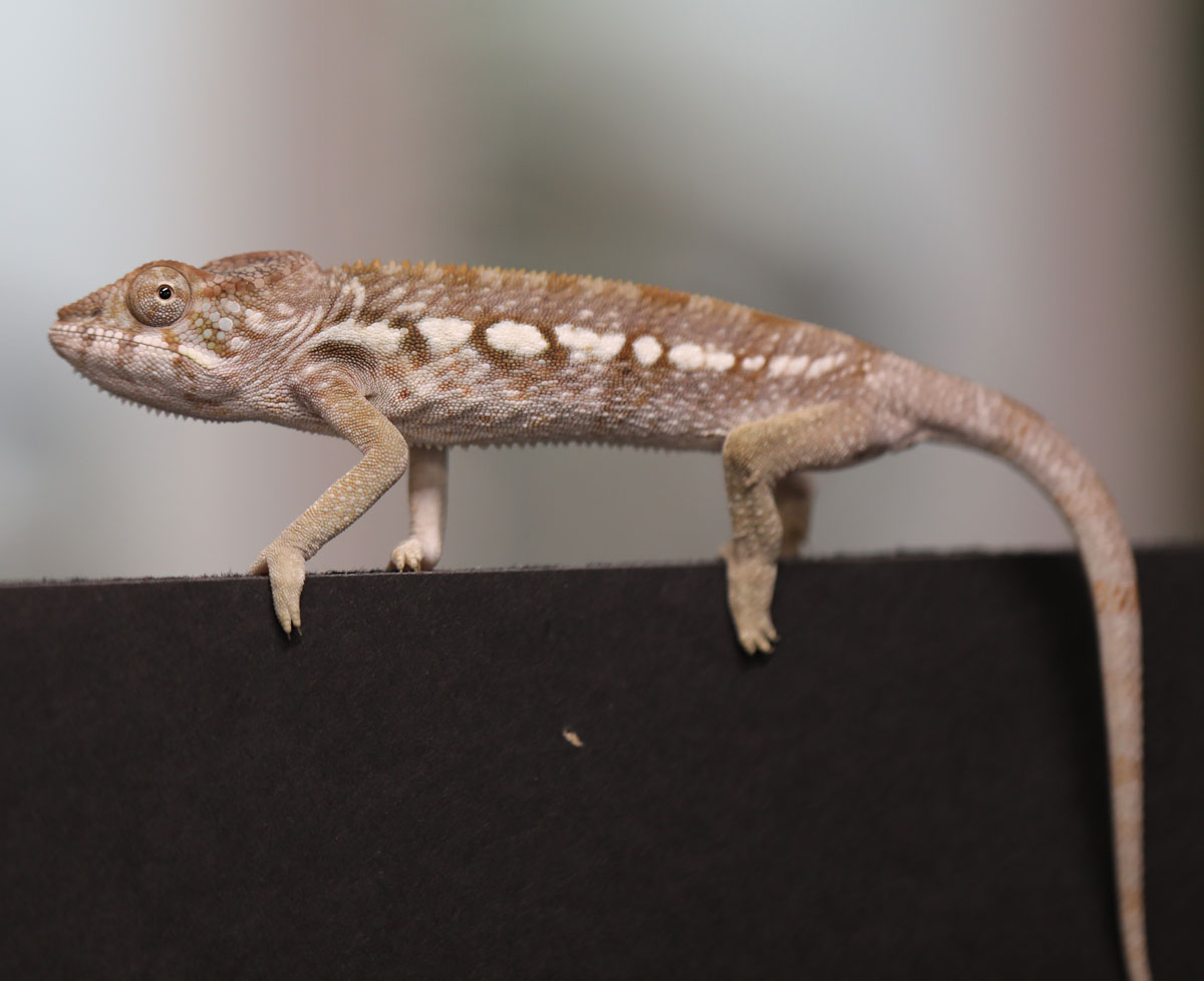 Female Panther Chameleon For Sale