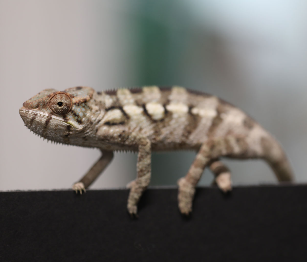 Nosy Be Panther Chameleon For Sale