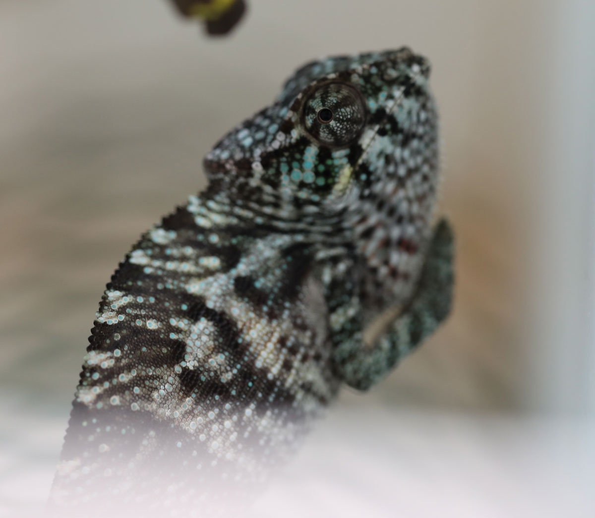 Ambanja panther chameleon