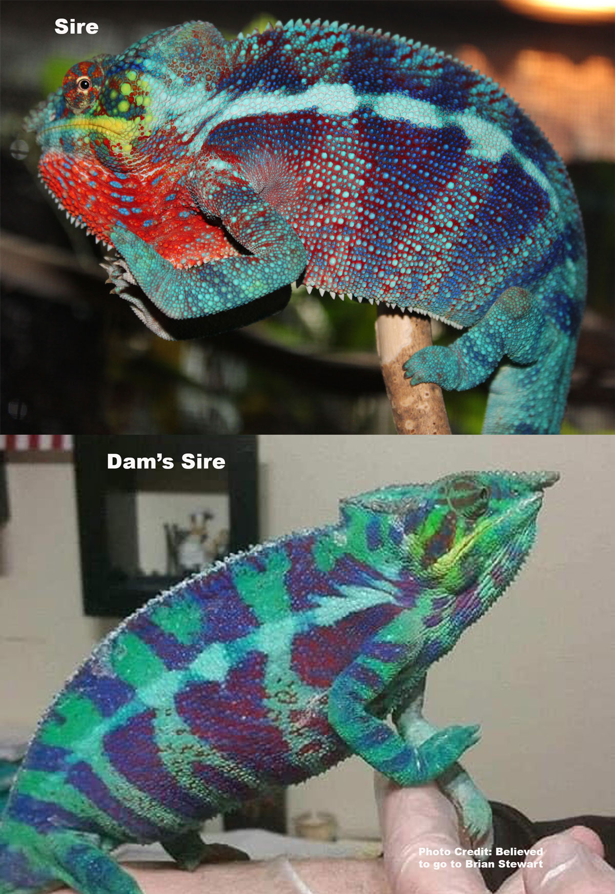 Ambanja Panther Chameleon For Sale