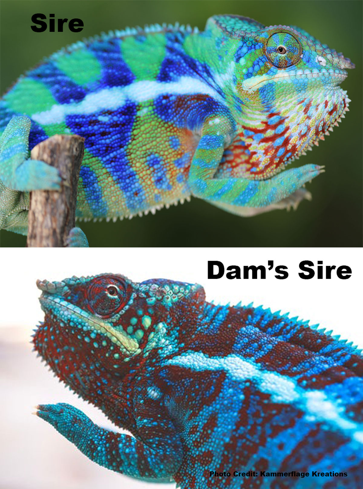 Ambanja Panther Chameleon For Sale