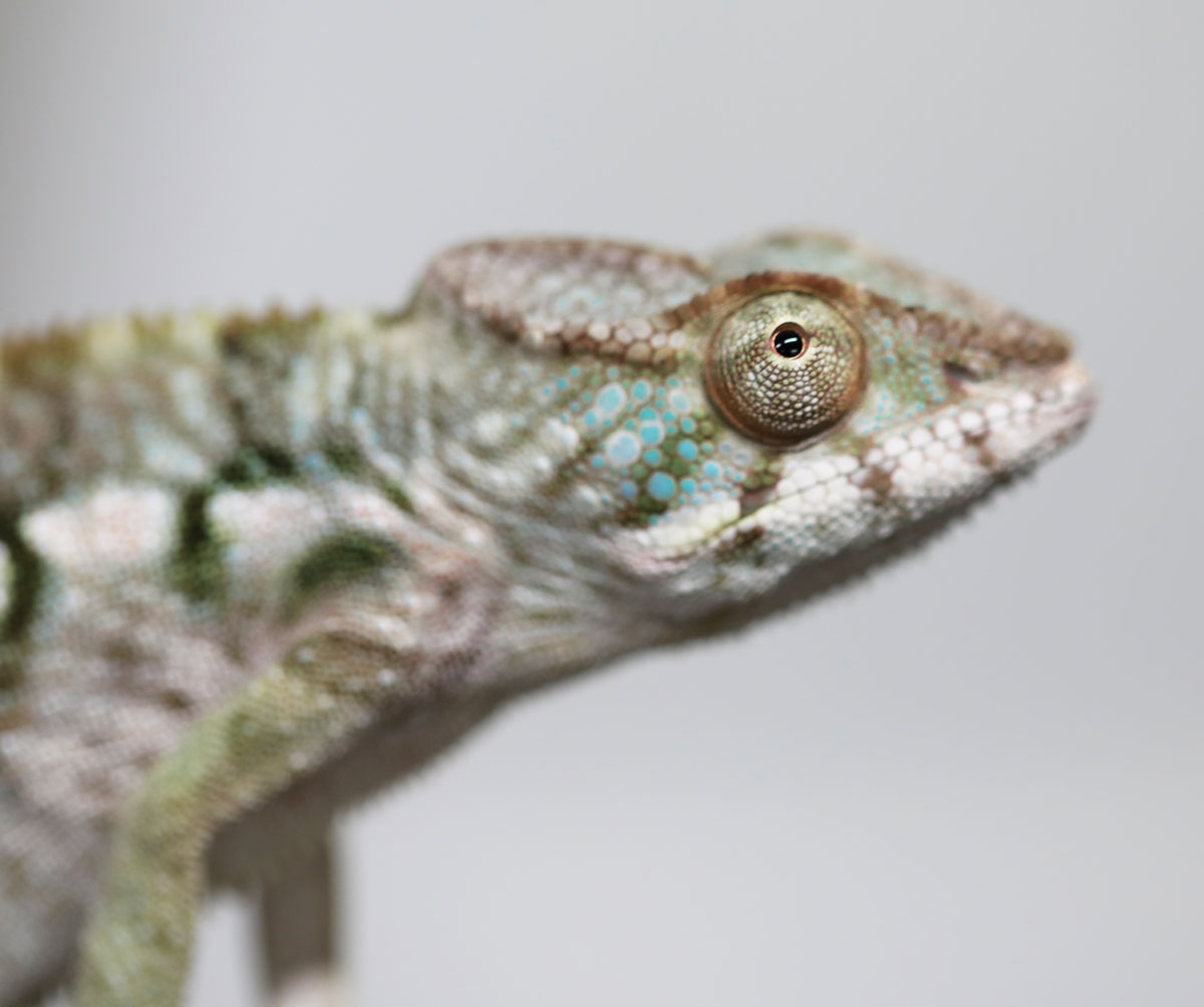 Panther Chameleon For Sale