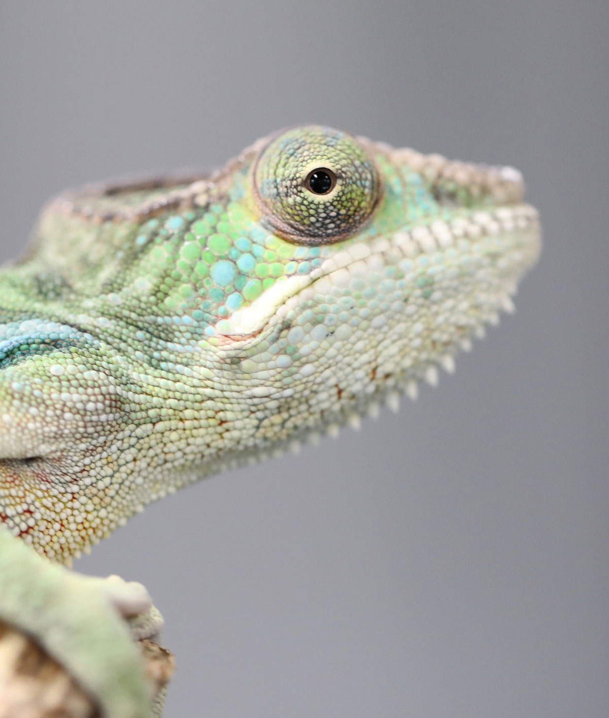 Male Panther Chameleon For Sale