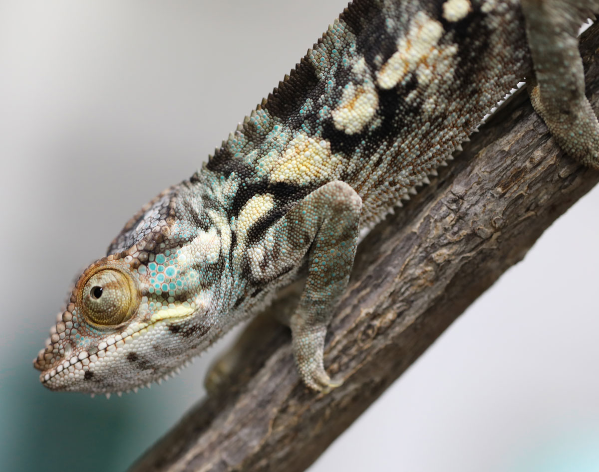 Female Nosy Be Panther Chameleon For Sale