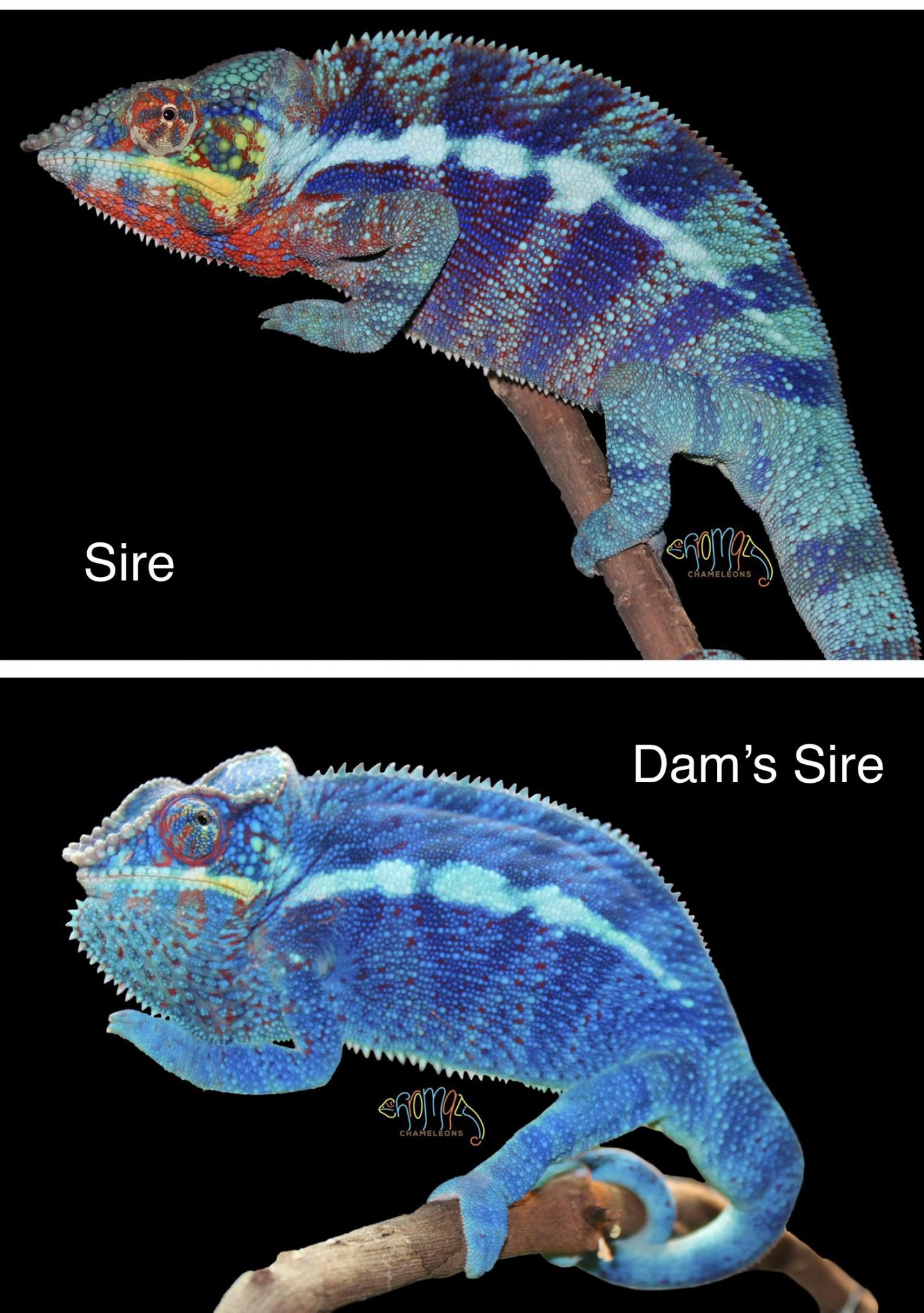Ambanja Panther Chameleon For Sale