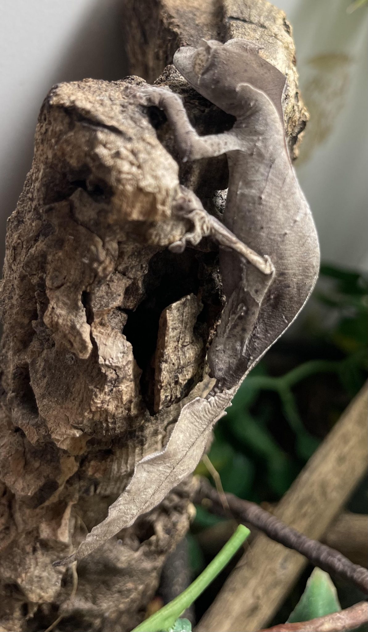 Satanic Leaf Tailed Gecko For Sale