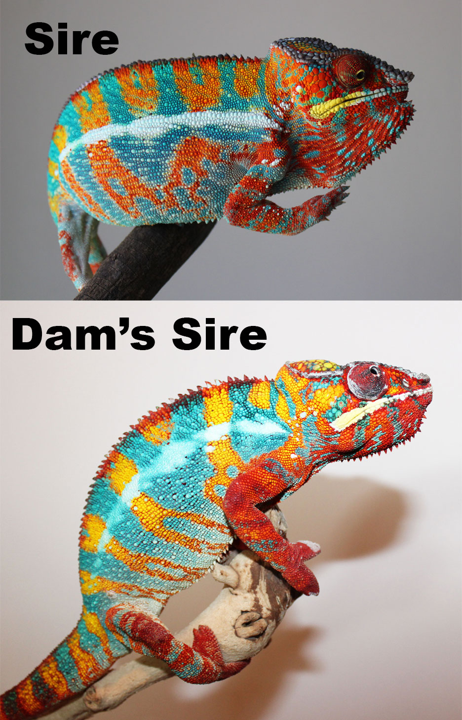 Ambilobe Panther Chameleons For Sale