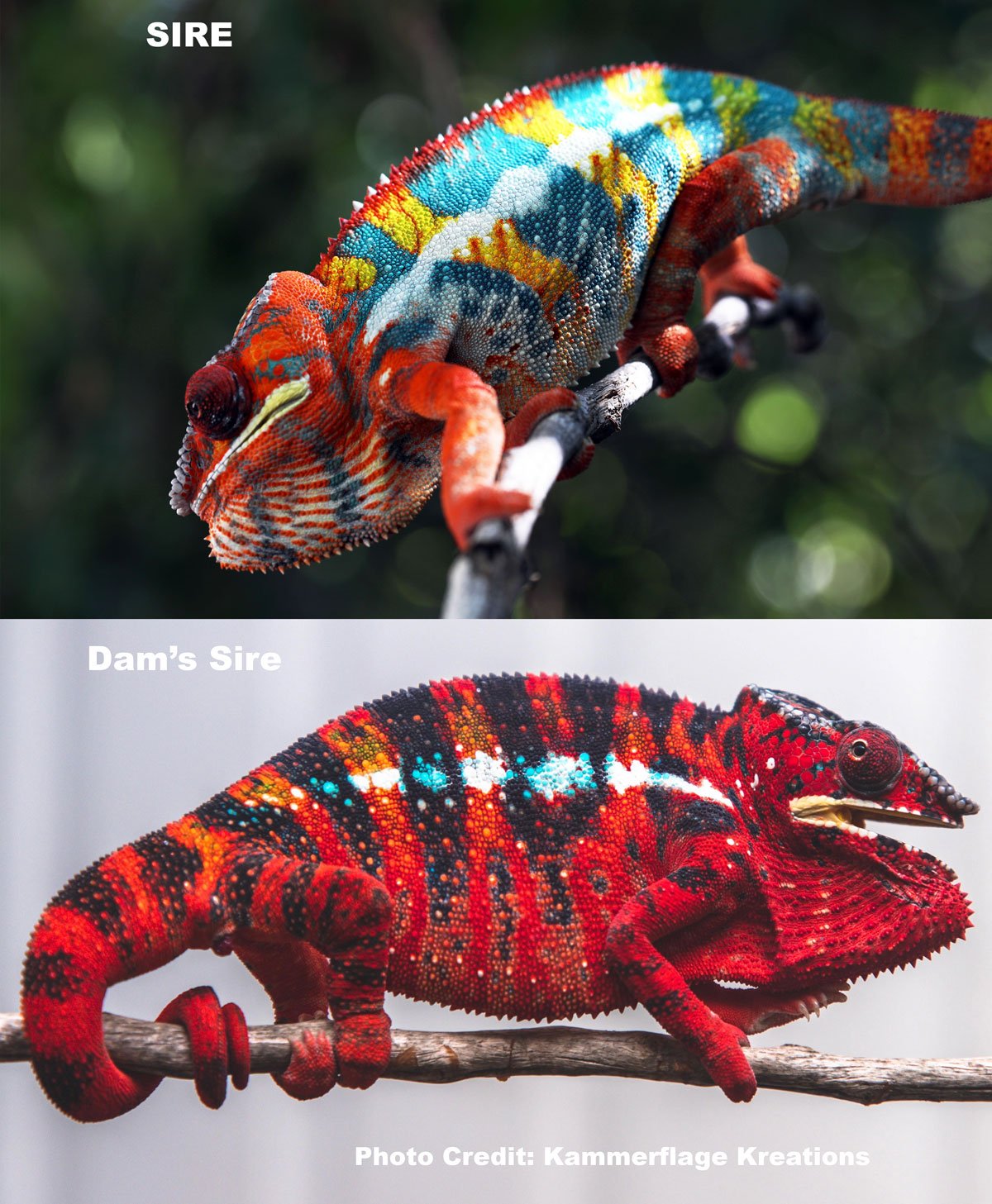 Ambilobe Panther Chameleon For Sale