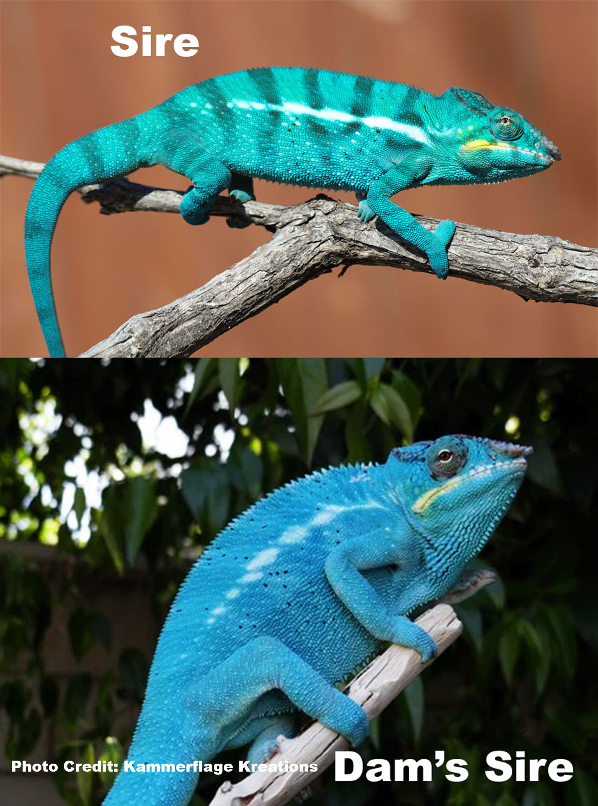 Nosy Be panther chameleon for sale