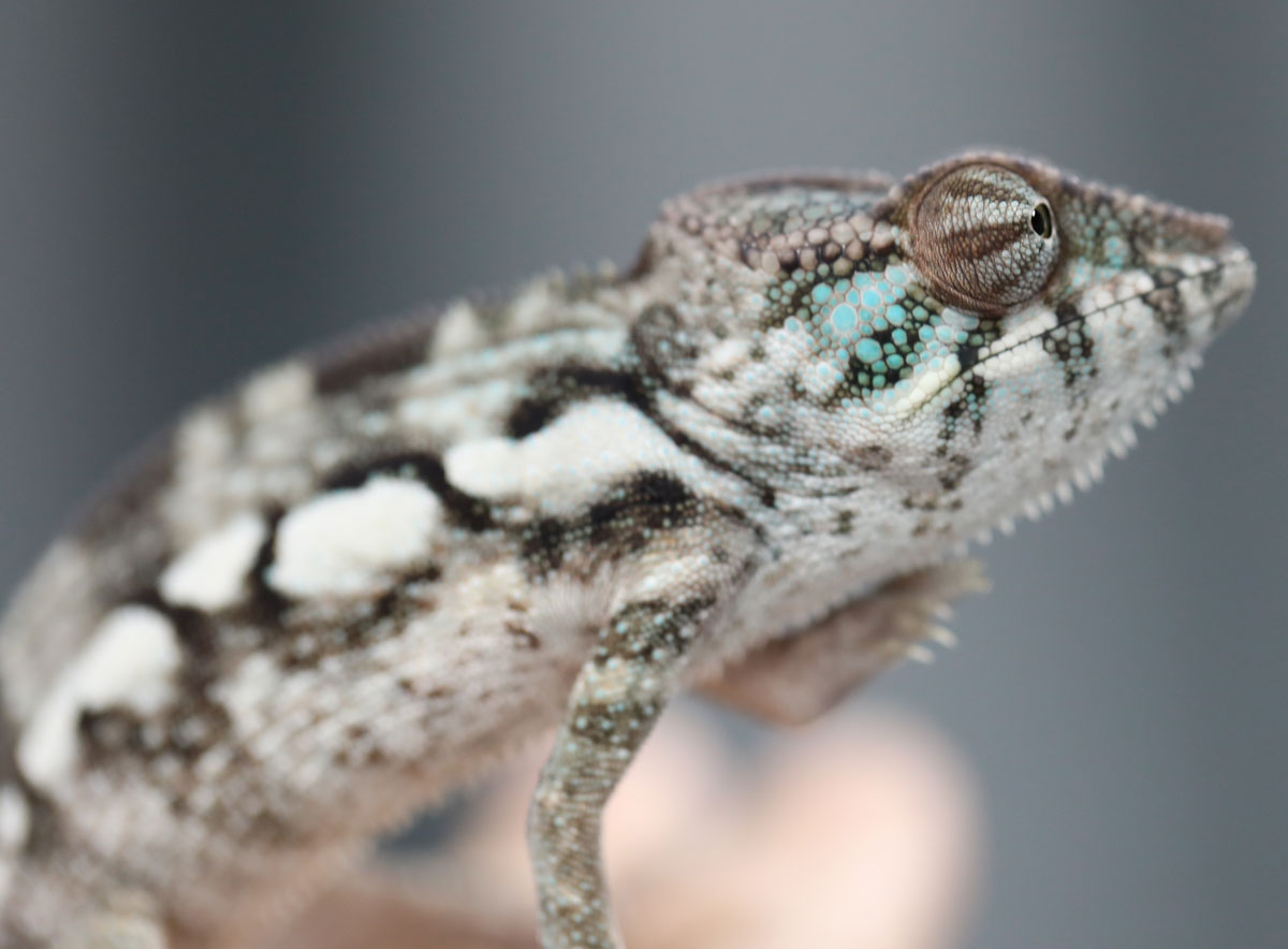 Ambanja Panther Chameleon For Sale