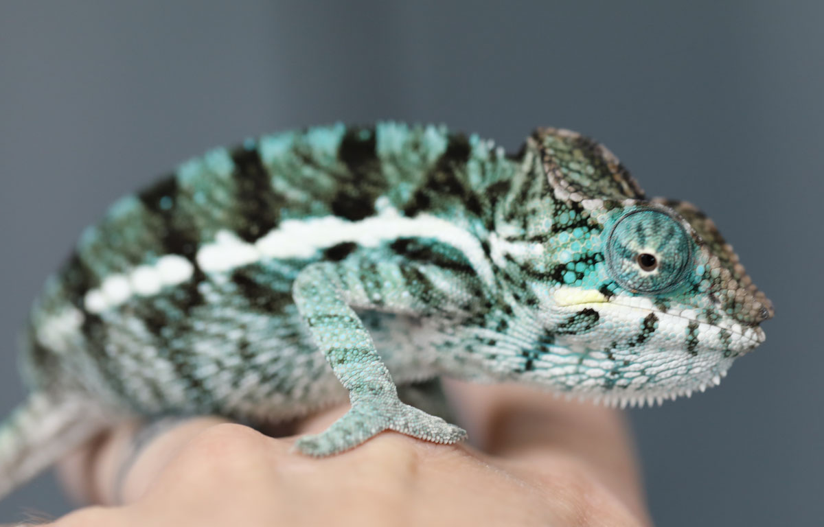 Nosy Be Panther Chameleon For Sale