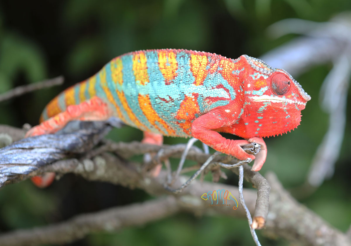 Male Ambilobe panther chameleon