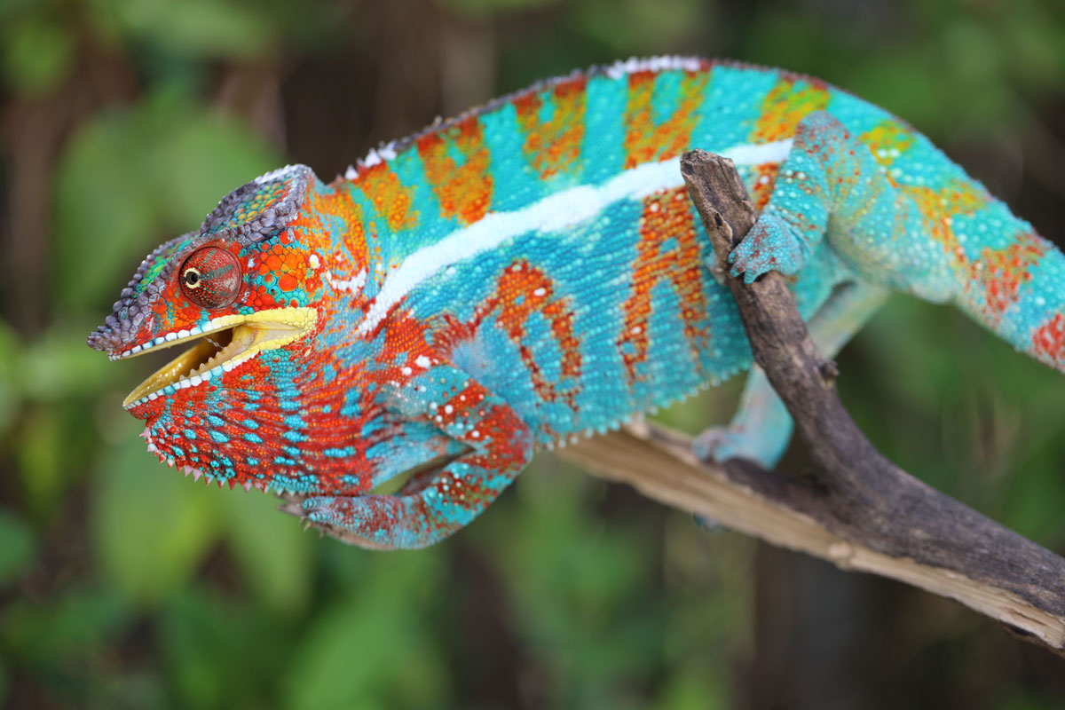 WC Male Ambilobe Panther Chameleon