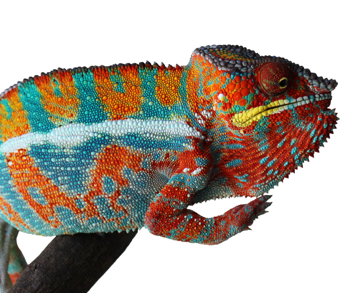 Orange Body male Ambilobe Panther Chameleon