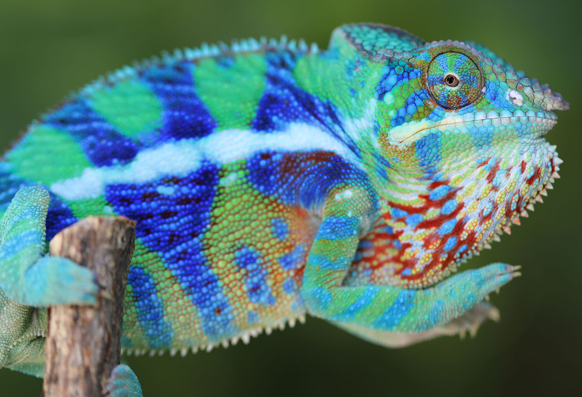 Male Ambanja Panther Chameleon