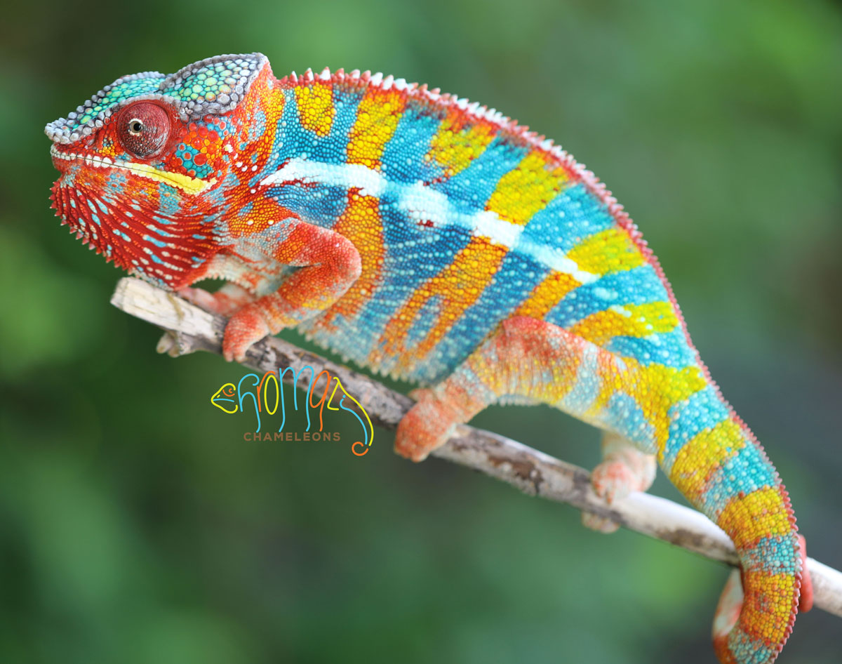 Male Ambilobe Panther Chameleon