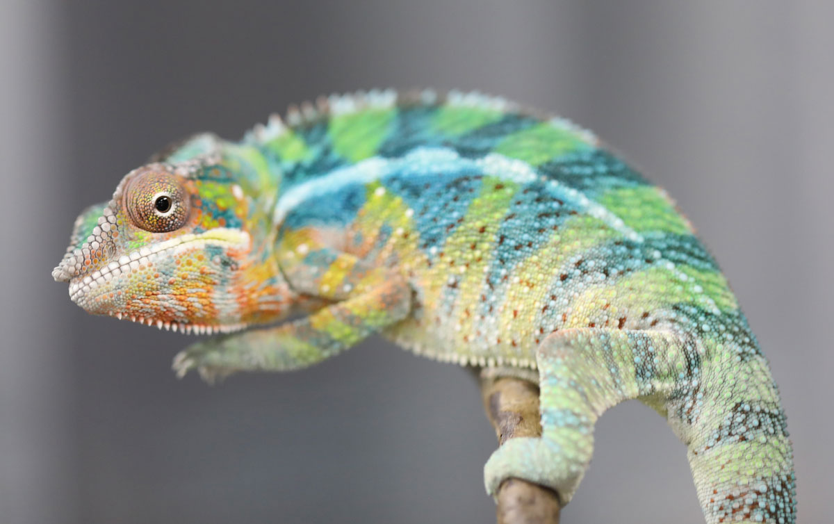 Male Panther Chameleon For Sale