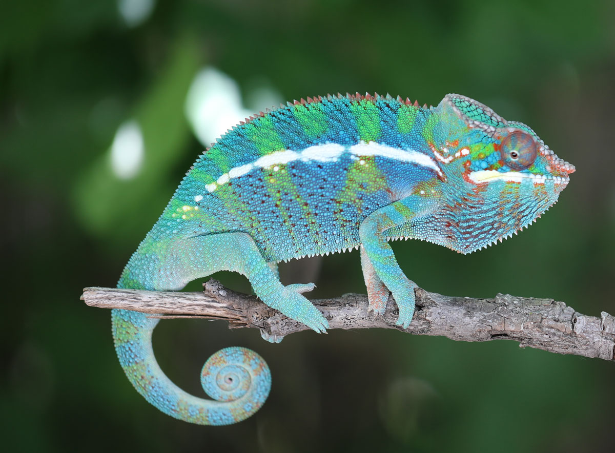 Male Panther Chameleon For Sale