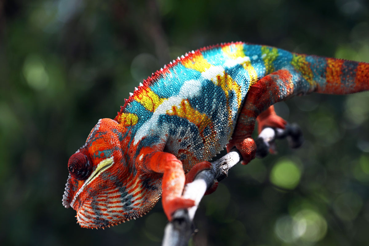 Male Ambilobe Panther Chameleon