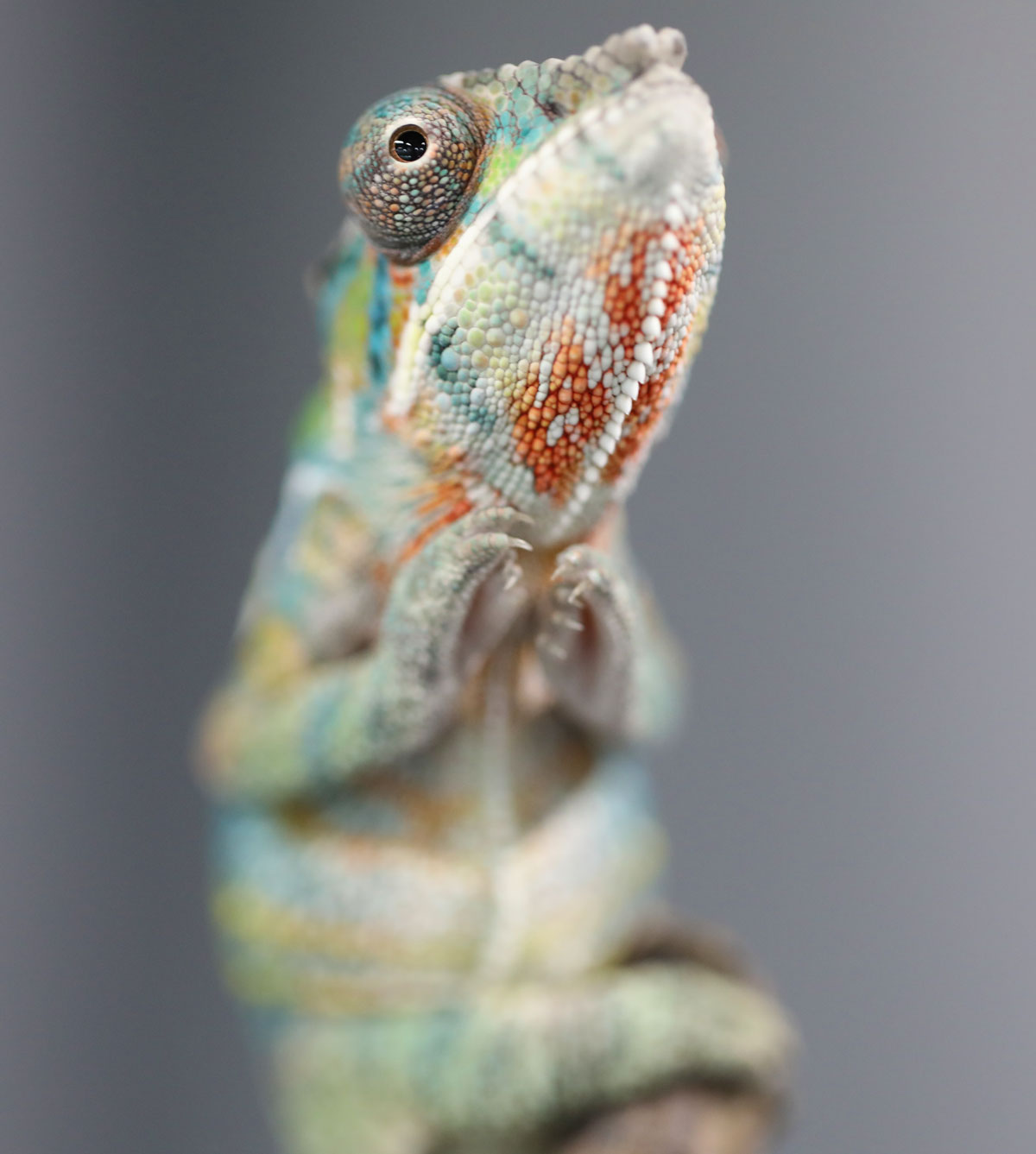 Male Ambilobe Panther Chameleon