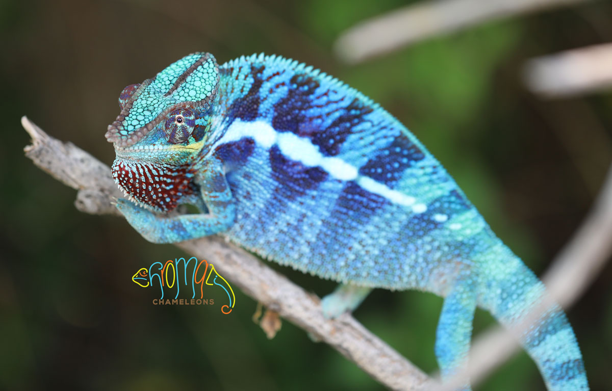Ambanja Panther Chameleon