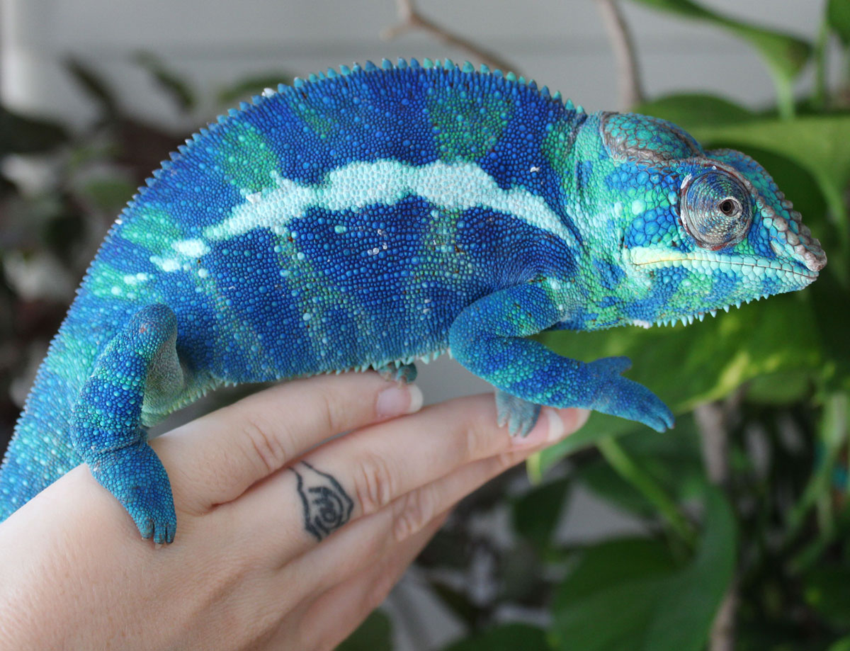 Blue Ambanja panther chameleon