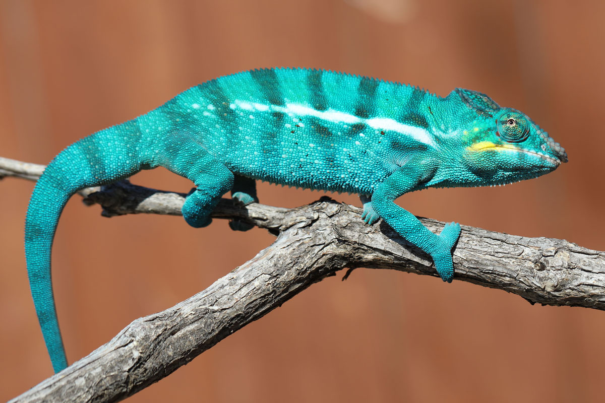 Male Nosy Be panther chameleon