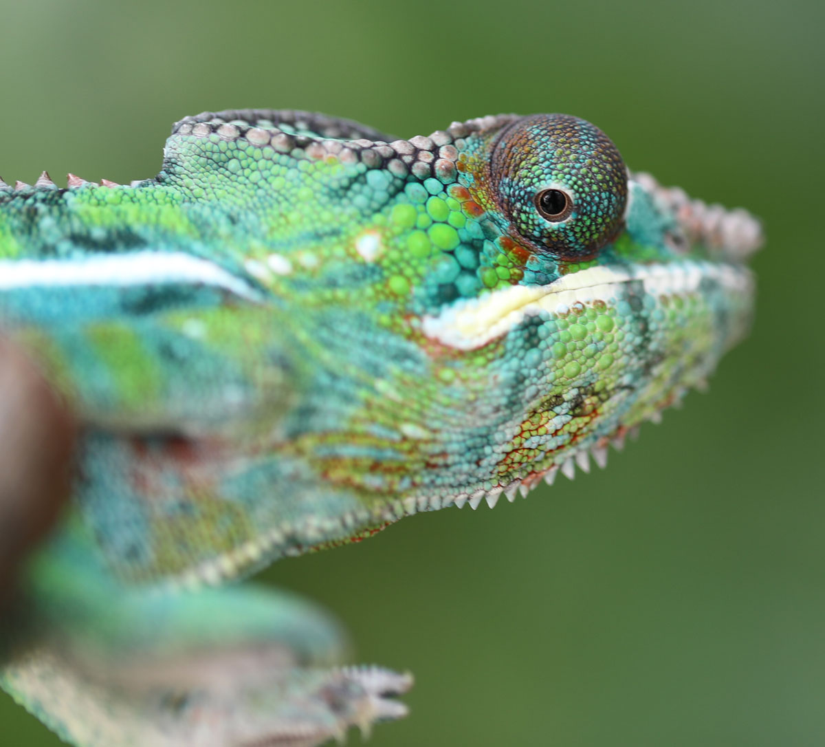 Male Ambilobe Panther Chameleon For Sale