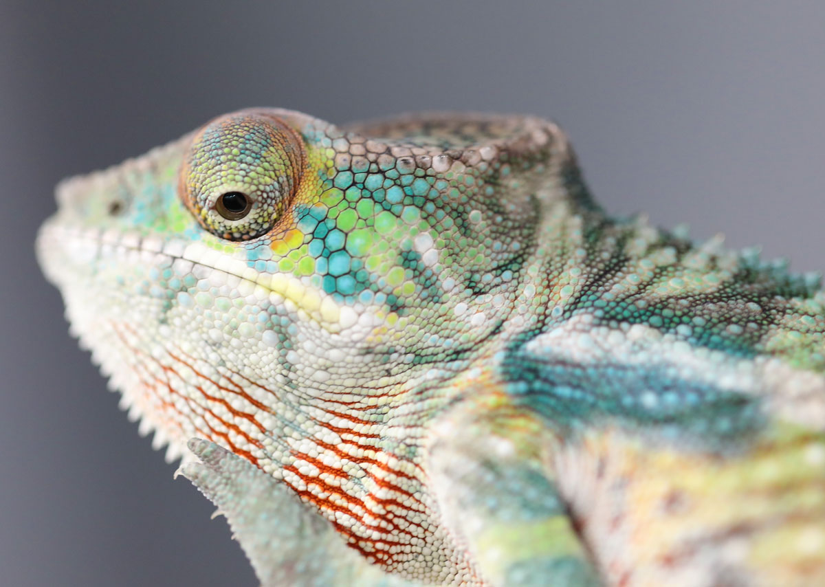 Ambilobe Panther Chameleon for sale