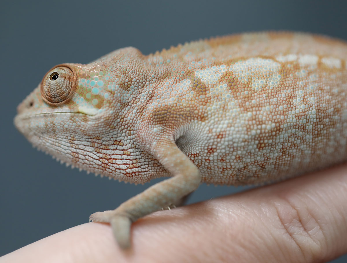 Ambanja panther chameleon for sale