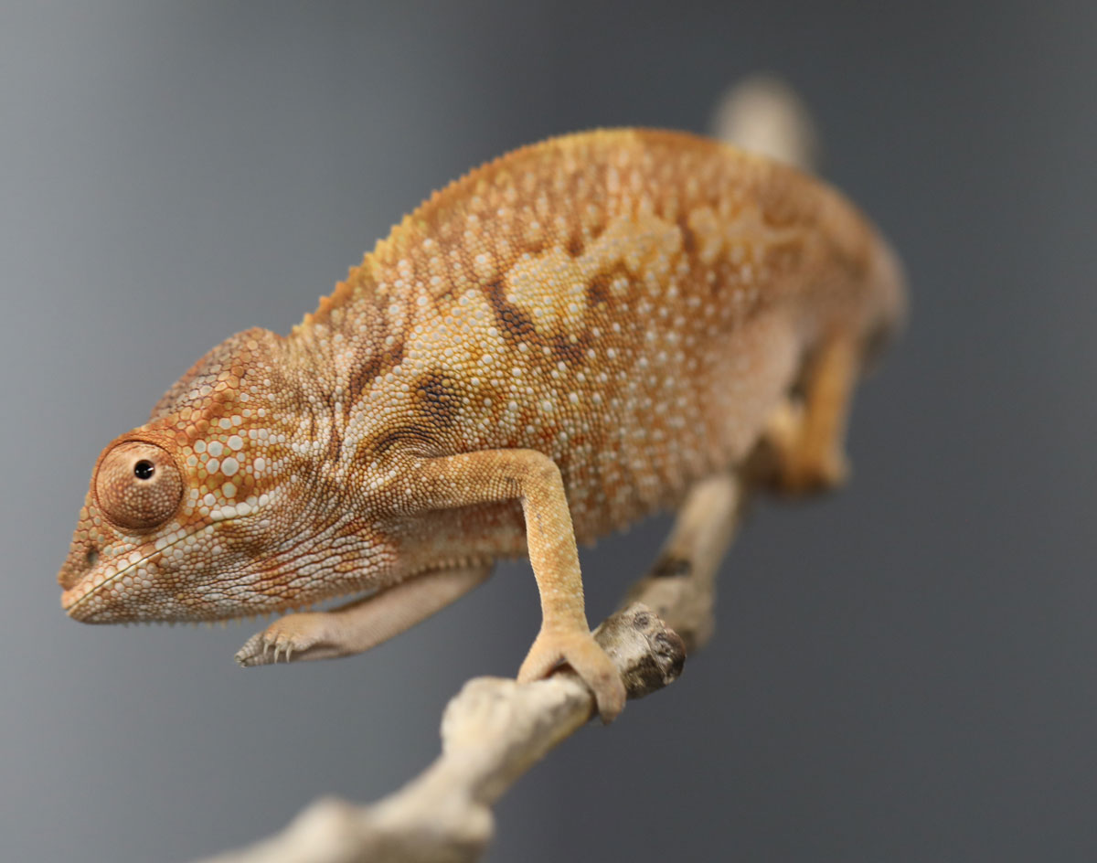 Female Ambilobe Panther Chameleon For Sale