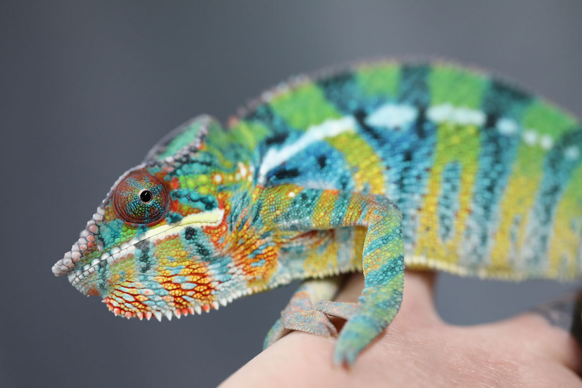 Male Ambilobe Panther Chameleon for Sale