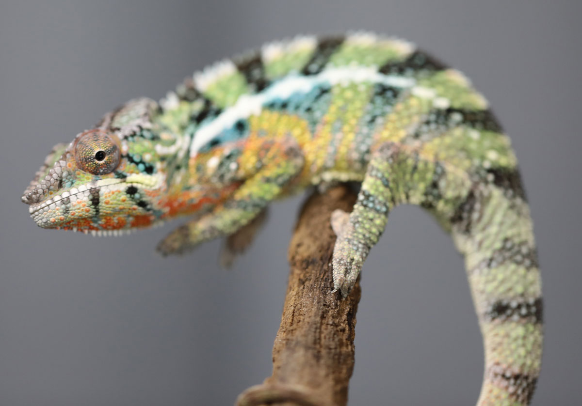 Ambilobe Panther Chameleon For Sale