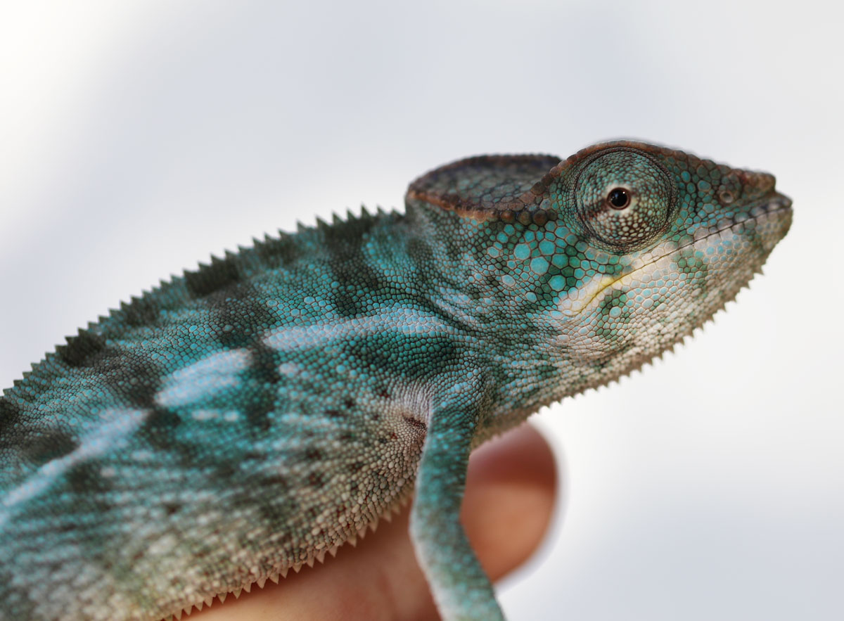 Male Nosy Be Panther Chameleon