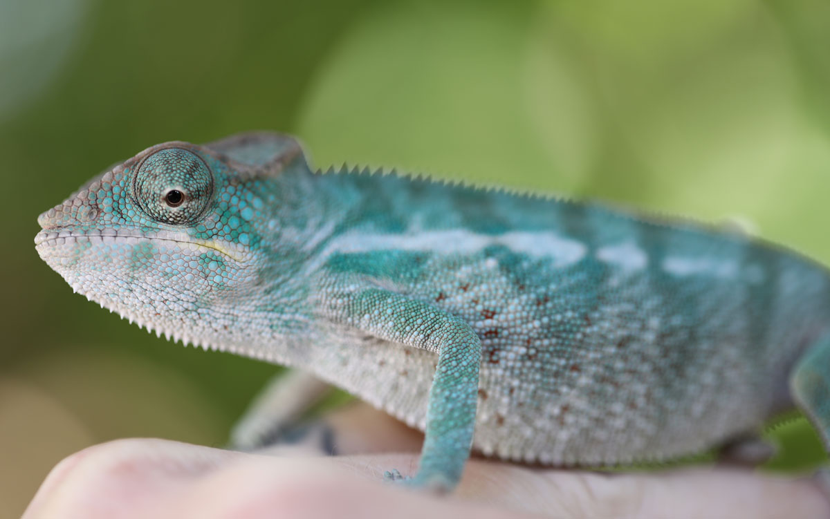 Nosy Be Panther Chameleon For Sale