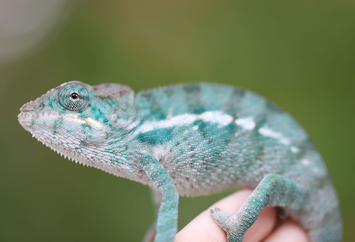 Nosy Be Panther Chameleon For Sale