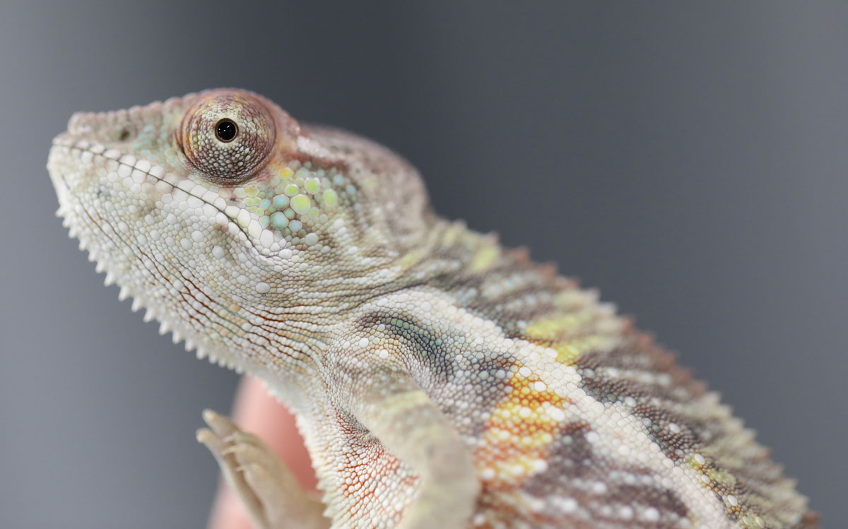 Male Ambilobe Panther Chameleon for Sale