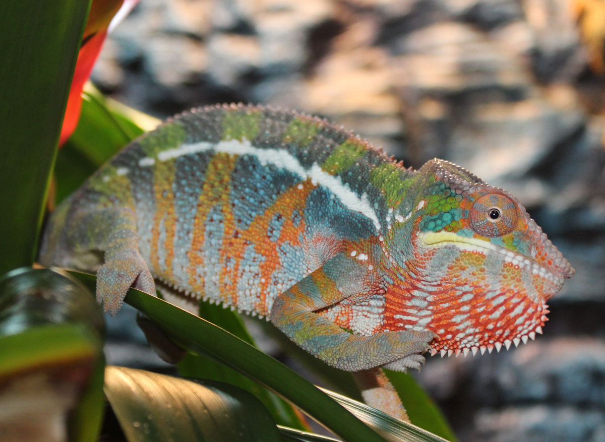 Male Ambilobe Panther chameleon for sale