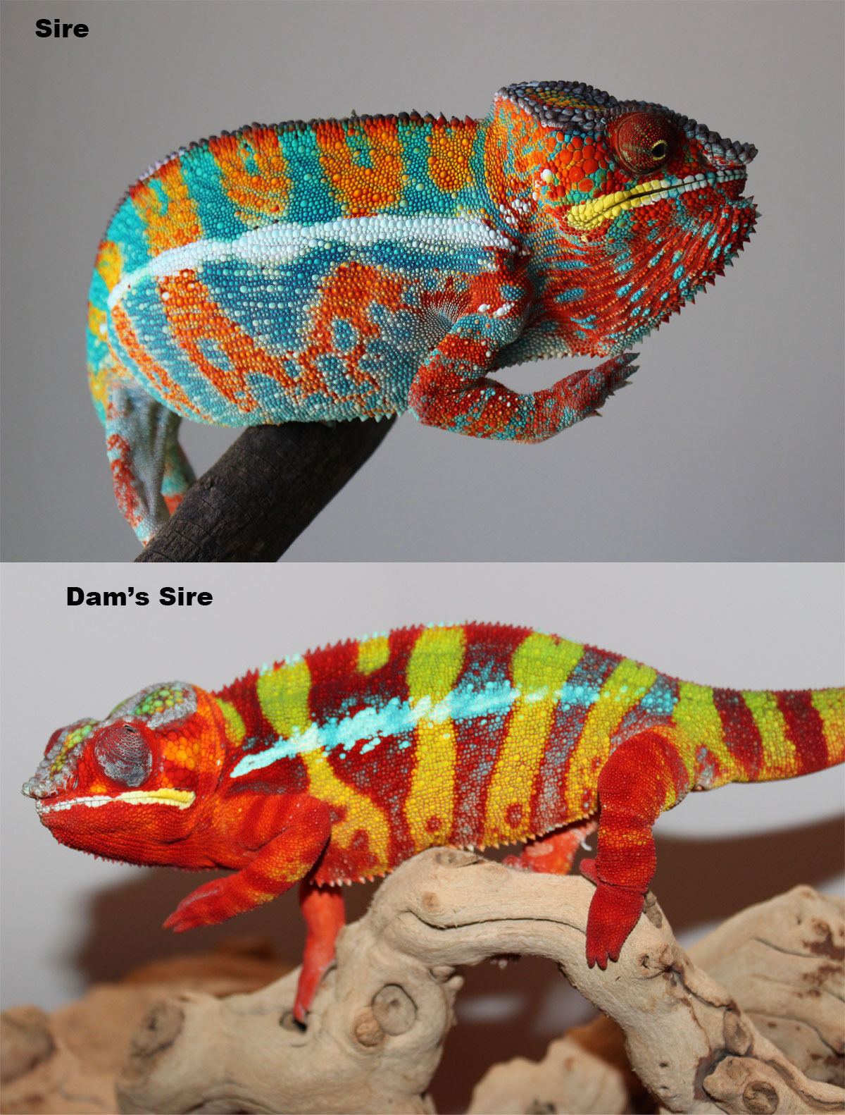 Male Ambilobe Panther Chameleon for Sale