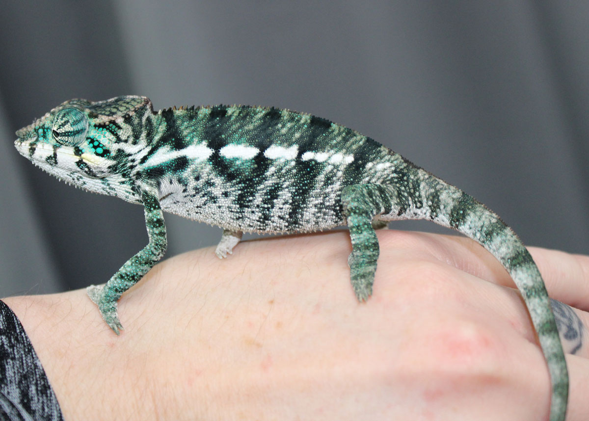 Male Nosy Be Panther Chameleon for Sale