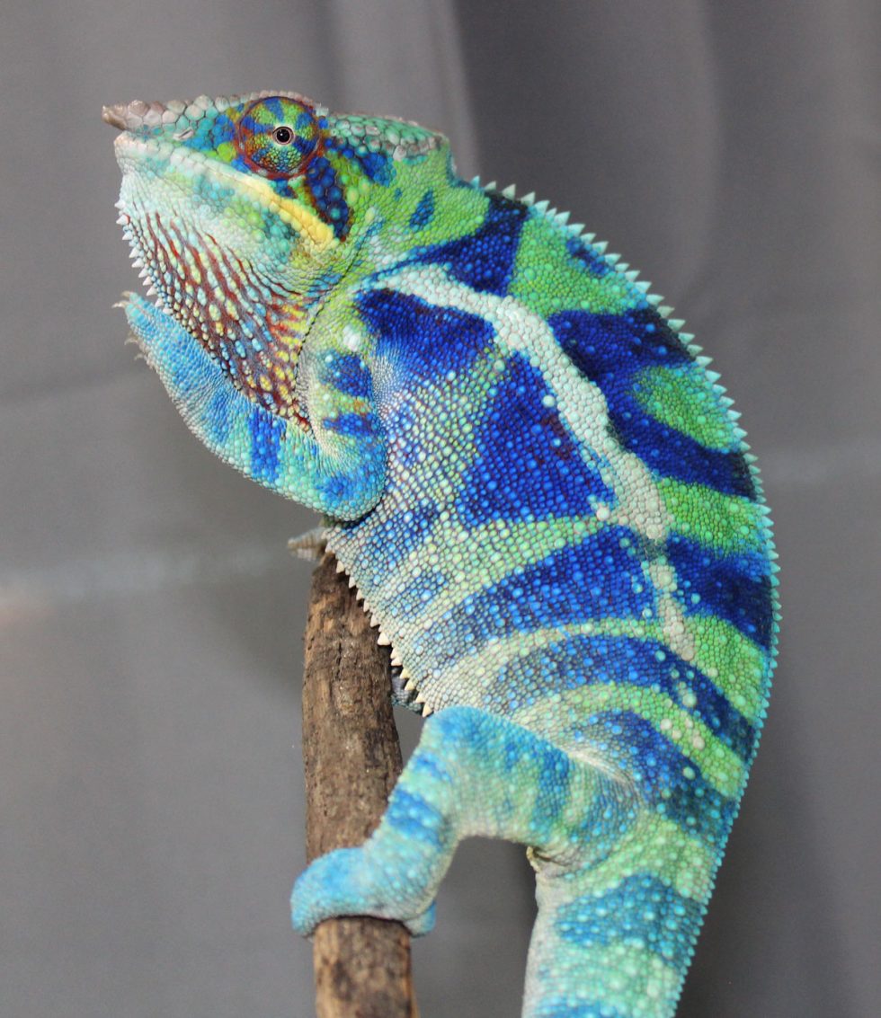 Panther Chameleons For Sale Chromatic Chameleons