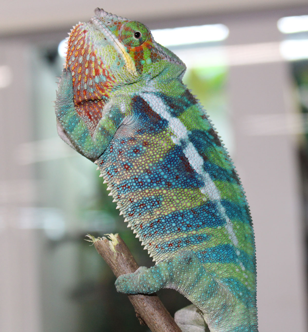 Male Ambanja Panther Chameleon for Sale