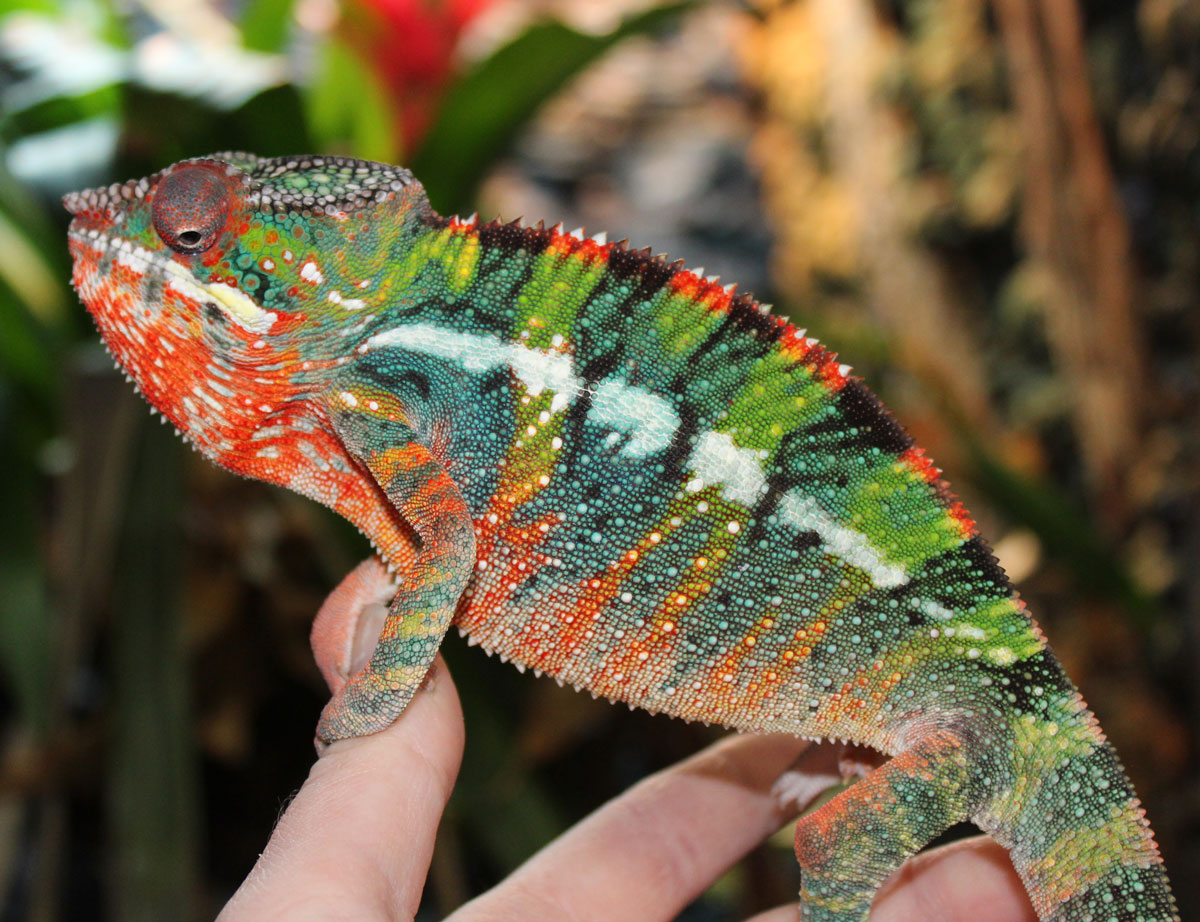 Male Ambilobe panther chameleon for sale