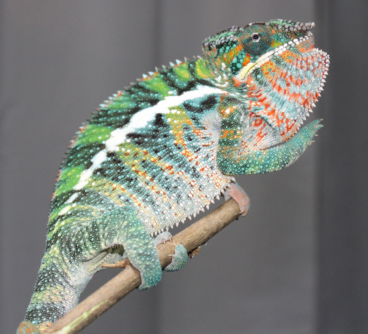 Male Ambilobe Panther Chameleon for sale