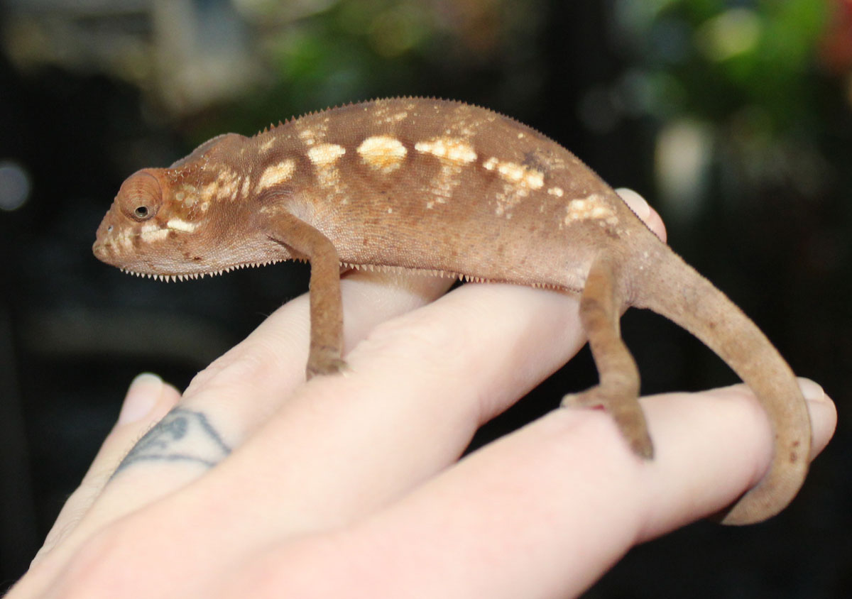 Female Nosy Be Panther Chameleon