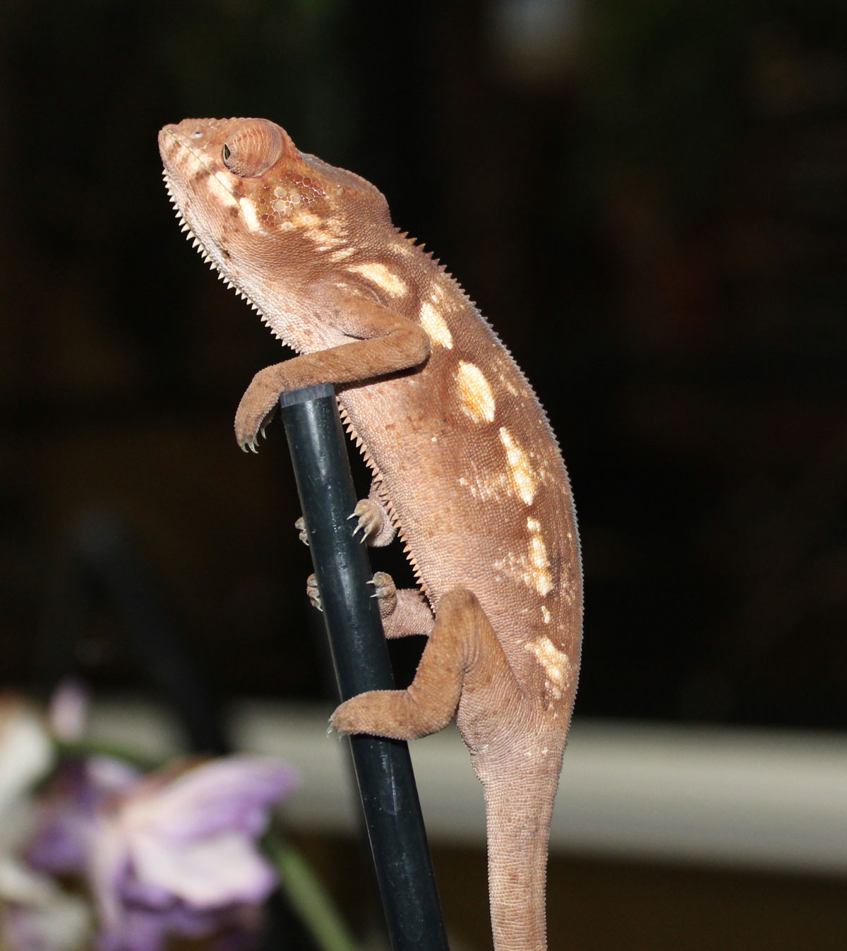 Female Nosy Be Panther Chameleon For Sale